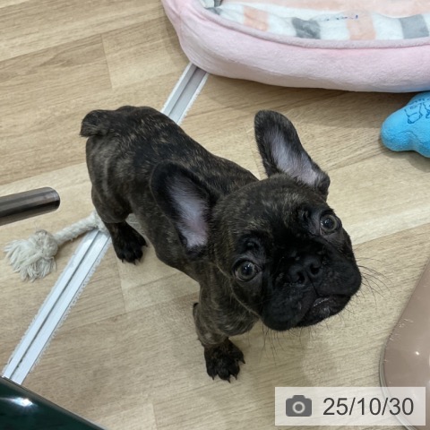 フレンチ・ブルドッグの写真