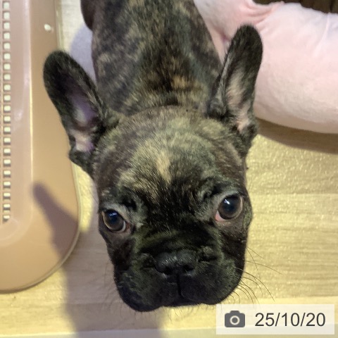 フレンチ・ブルドッグの写真
