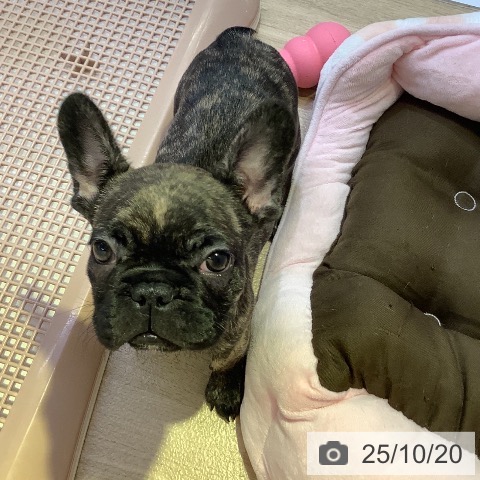 フレンチ・ブルドッグの写真