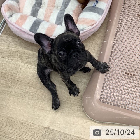 フレンチ・ブルドッグの写真