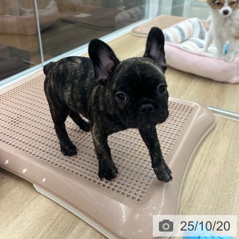 フレンチ・ブルドッグの写真