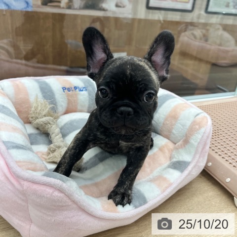 フレンチ・ブルドッグの写真