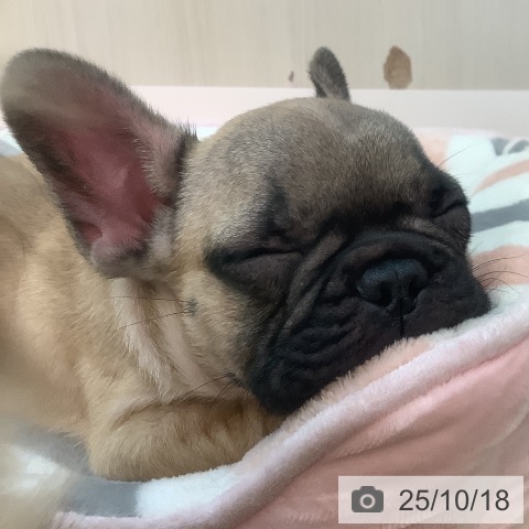 フレンチ・ブルドッグの写真