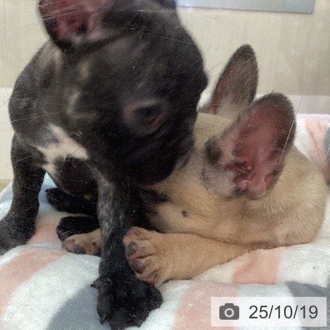 フレンチ・ブルドッグの写真