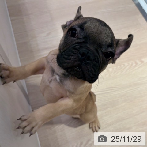 フレンチ・ブルドッグの写真