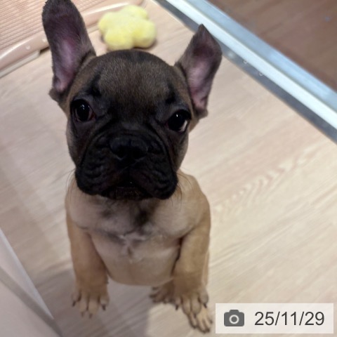 フレンチ・ブルドッグの写真