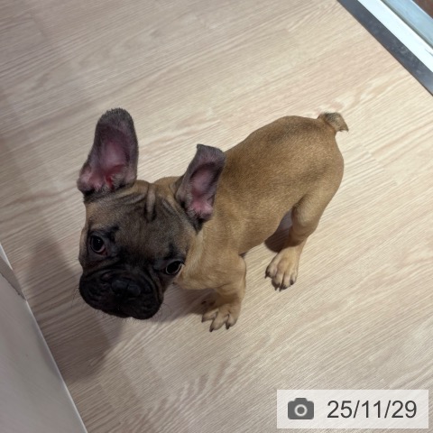 フレンチ・ブルドッグの写真