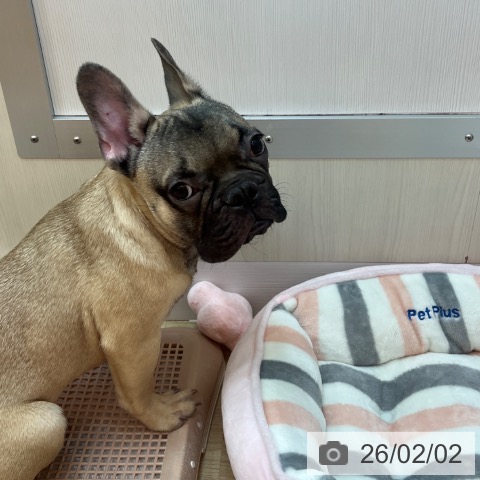 フレンチ・ブルドッグの写真