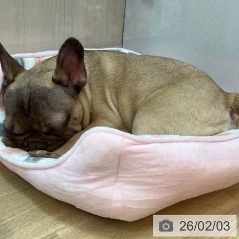 フレンチ・ブルドッグの写真