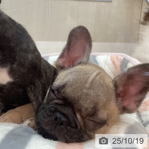 フレンチ・ブルドッグの写真