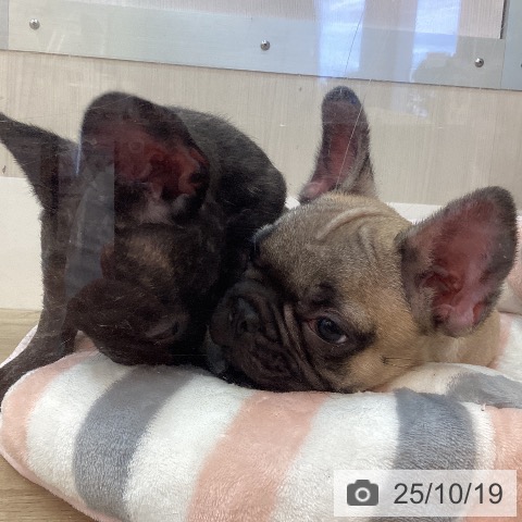 フレンチ・ブルドッグの写真