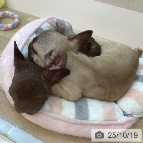 フレンチ・ブルドッグの写真