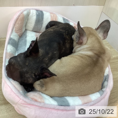 フレンチ・ブルドッグの写真