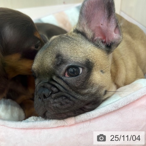 京都府のフレンチブルドッグ (ペットプラス 久御山店/2025年8月13日生まれ/男の子/フォーン)の子犬の3枚目の画像