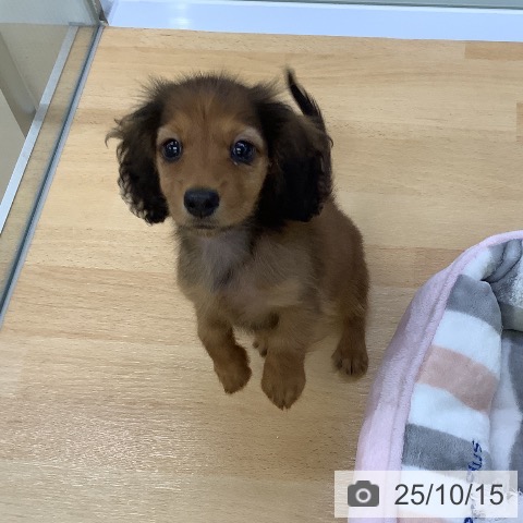 カニーンヘン・ダックスフンドの写真