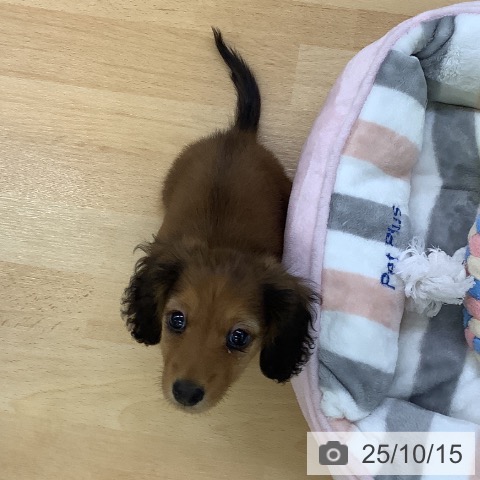 カニーンヘン・ダックスフンドの写真