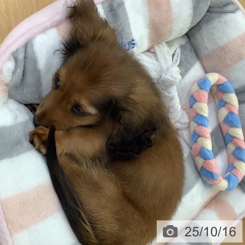 カニーンヘン・ダックスフンドの写真