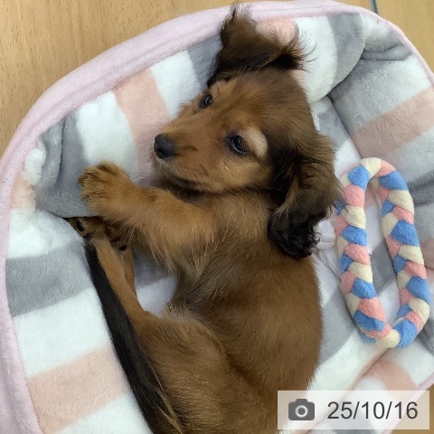 カニーンヘン・ダックスフンドの写真