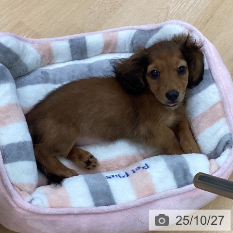 カニーンヘン・ダックスフンドの写真