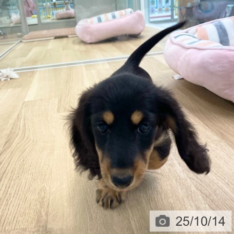 ミニチュア・ダックスフンドの写真