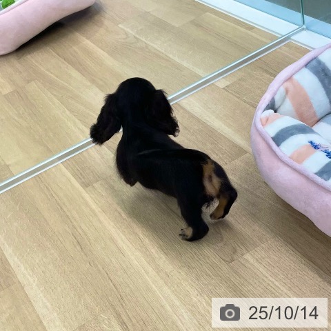 ミニチュア・ダックスフンドの写真