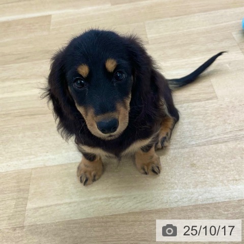 ミニチュア・ダックスフンドの写真