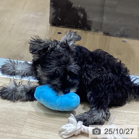 ミニチュア・シュナウザーの写真