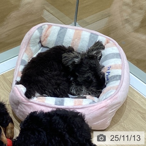 ミニチュア・シュナウザーの写真