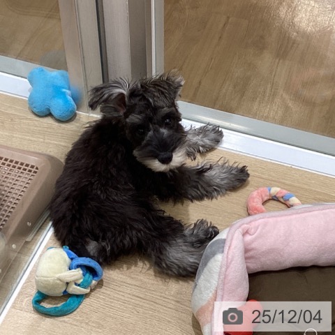 ミニチュア・シュナウザーの写真