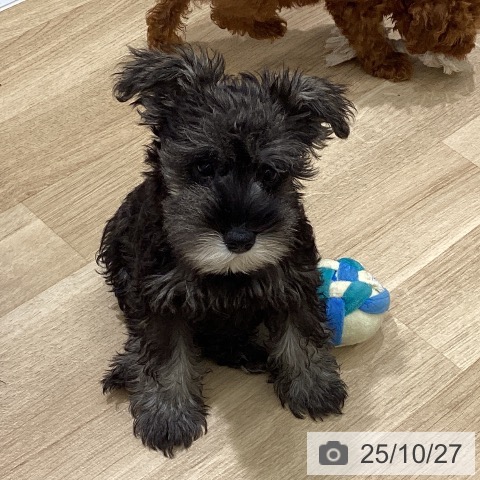 ミニチュア・シュナウザーの写真