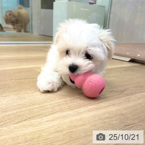 マルチーズの写真