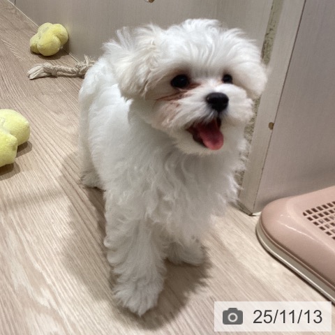 マルチーズの写真