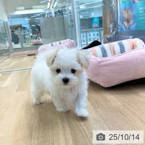 マルチーズの写真