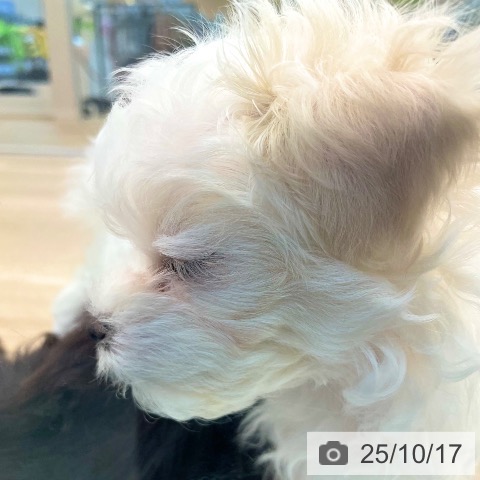 マルチーズの写真