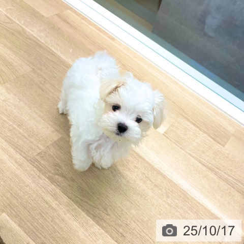 マルチーズの写真