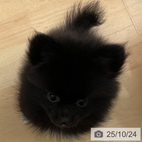 ポメラニアンの写真