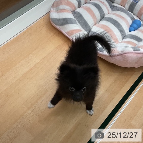 ポメラニアンの写真