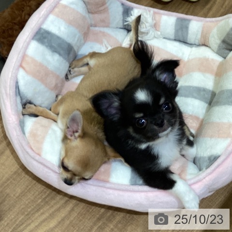チワワの写真