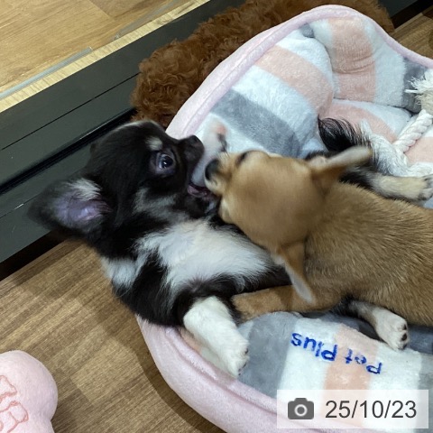 チワワの写真