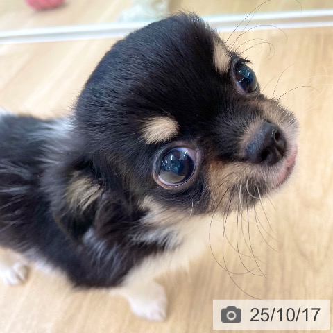 チワワの写真
