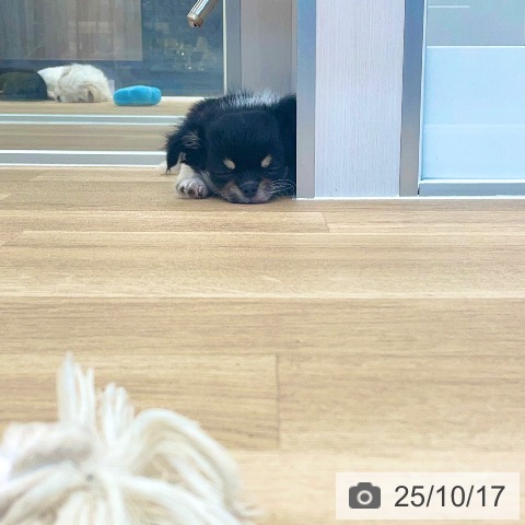 チワワの写真