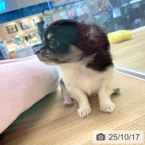 チワワの写真