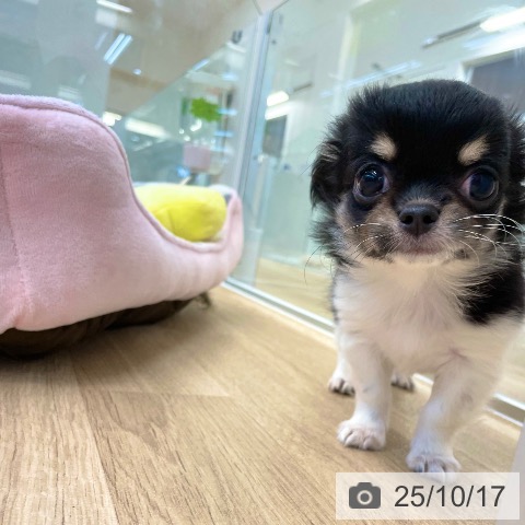 チワワの写真