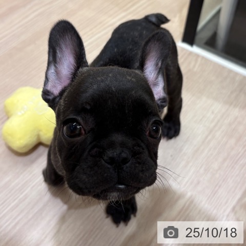フレンチ・ブルドッグの写真