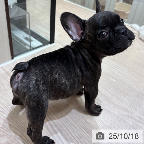 フレンチ・ブルドッグの写真