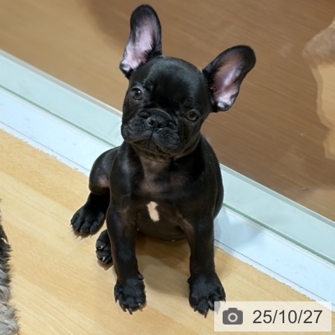 フレンチ・ブルドッグの写真