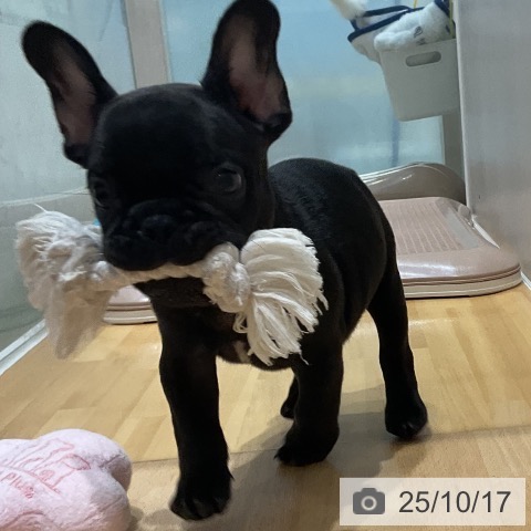 フレンチ・ブルドッグの写真