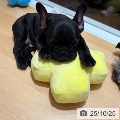 フレンチ・ブルドッグの写真