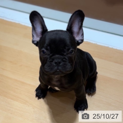 フレンチ・ブルドッグの写真