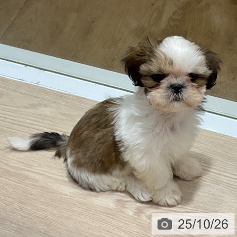 シー・ズーの写真